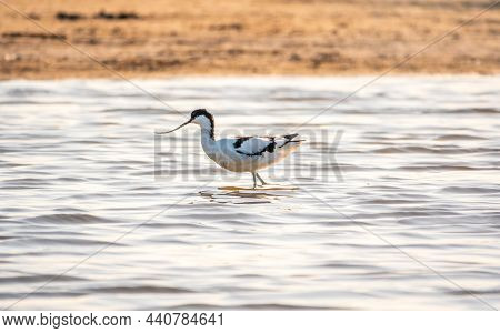 Water Bird Pied Avocet, Recurvirostra Avosetta, Feeding In The Lake. The Pied Avocet Is A Large Blac
