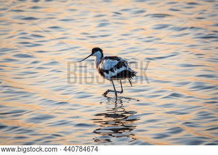 Water Bird Pied Avocet, Recurvirostra Avosetta, Feeding In The Lake. The Pied Avocet Is A Large Blac