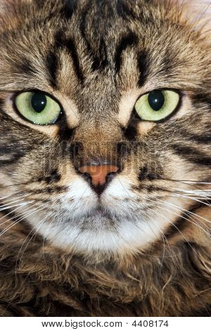 Kat Snout