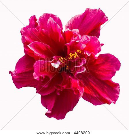 Big Red Hibiscus Flower