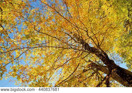 Forest in Anso Valley, Huesca Province in Aragon in Spain.