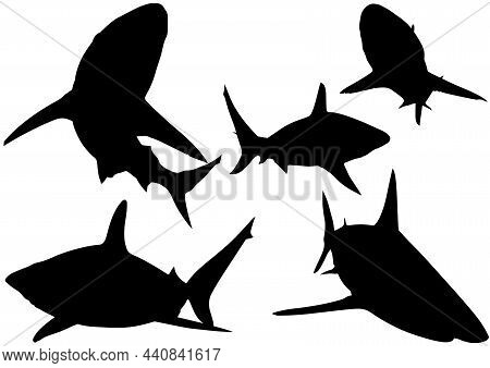 Set Of Five Blacktip Reef Shark Silhouettes (carcharhinus Melanopterus) - Black Illustrations Isolat