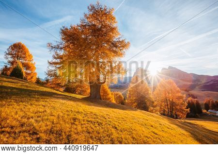 Gorgeous morning scene in Compaccio village and bright larchs. Location place Dolomiti alps, Seiser Alm or Alpe di Siusi, South Tyrol, Italy, Europe. Photo wallpaper. Discover the beauty of earth.