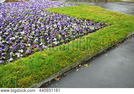 Striped Annual Flower Bed Made Of White Red And Blue Low Violet. In The Park By The Monument, A Touc
