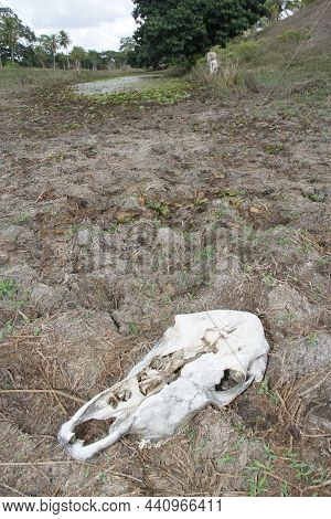 Animal Killed By Dry Weather