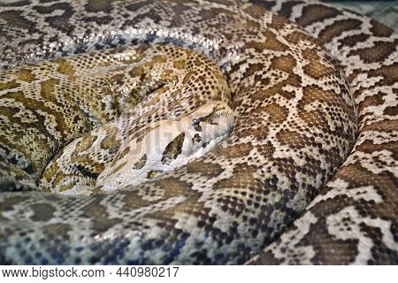 The Tiger Python (latin Python Molurus) Is A Large Non-venomous Snake From The Genus Of Real Pythons