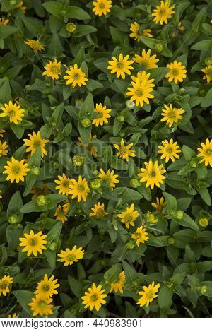Mexican Creeping Zinnia (sanvitalia Procumbens) In The Botanical Garden.