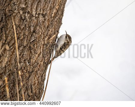 Little Bird Eurasian Treecreeper Crawling On A Tree In Winter. Nature Background. Bird: Short Toed T