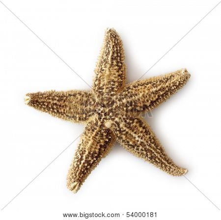 Sea star isolated on white background
