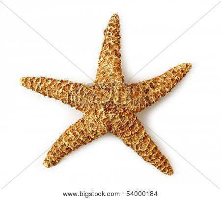 Sea star isolated on white background