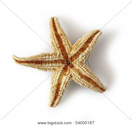 Sea star isolated on white background