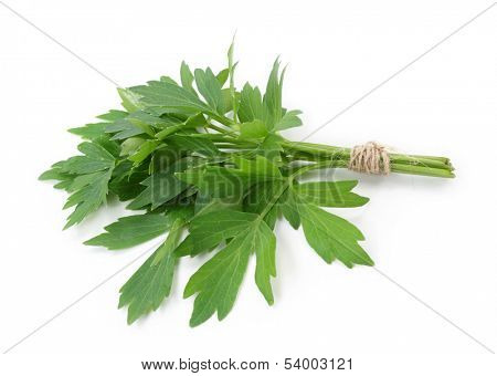 Lovage isolated on white background