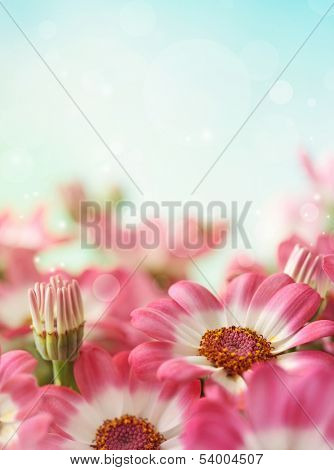 Summer daisy flower and blue sky