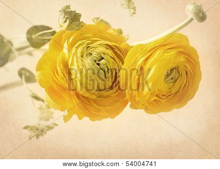 Ranunculus flowers on yellow background