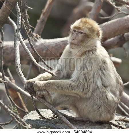 Barbary macaque or Macaca sylvanus