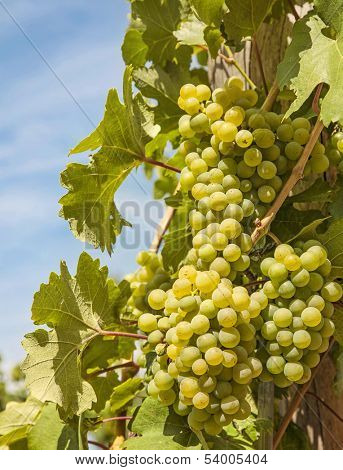 Ripening green grape  on the vine
