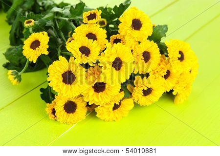Beautiful yellow chrysanthemum on wooden background
