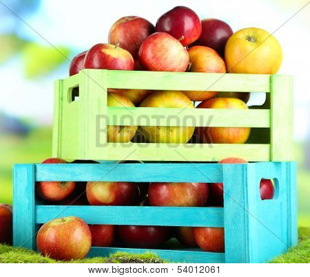 Juicy apples in wooden boxes on grass on natural background 