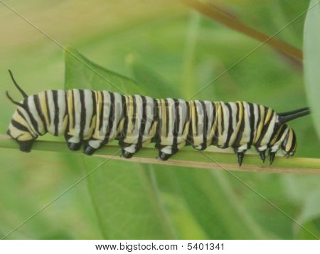 Catipillar 1