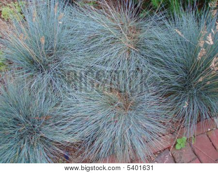 Plant Life Texture