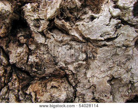 The Texture Of Bark
