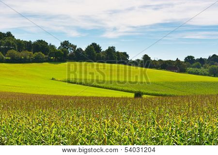 Corn