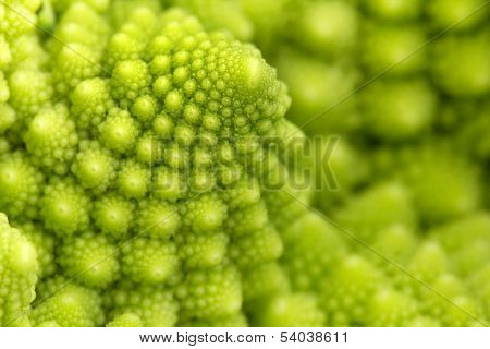 roman broccoli