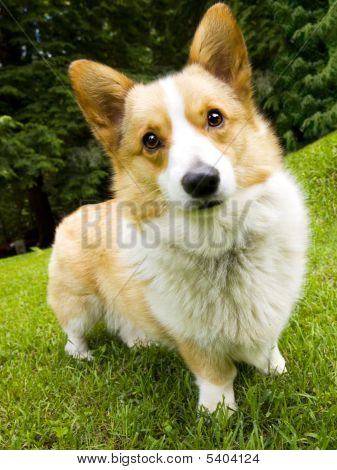 威尔士柯基犬图片