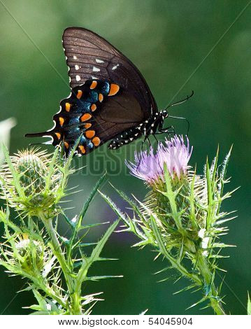 Spicebush Butterfly
