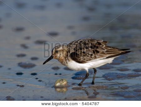 Semipalmated Sandpiper i brændingen