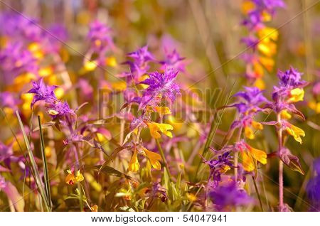 Melampyrum Nemorosum Flowers