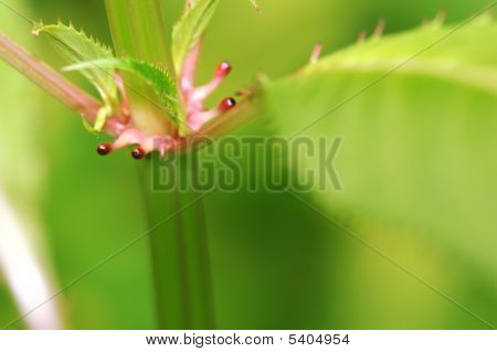 Impatiens Qlandulifera