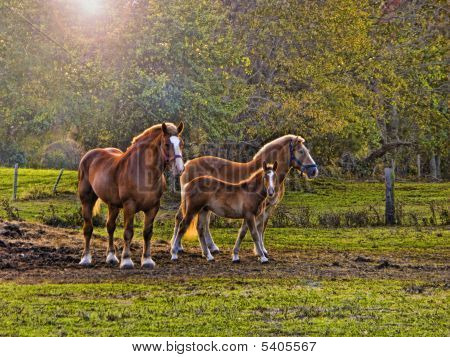 Threehorses