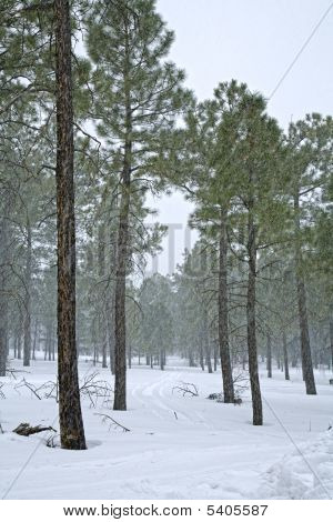 Snowy Scene
