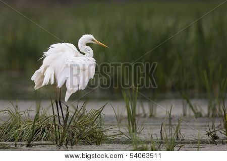 Great Egret