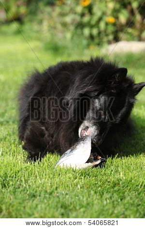 Black Hungry Dog Eating Fresh Fish Head