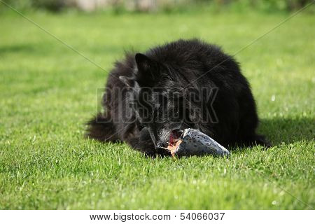 Beautiful Bitch Eating Fresh Salmon