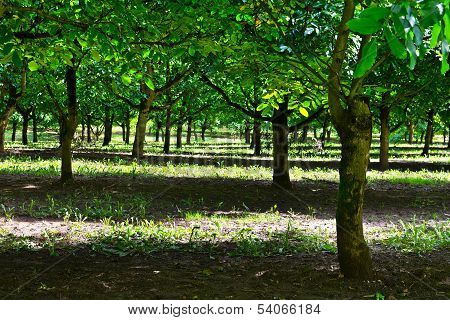 Nut-tree