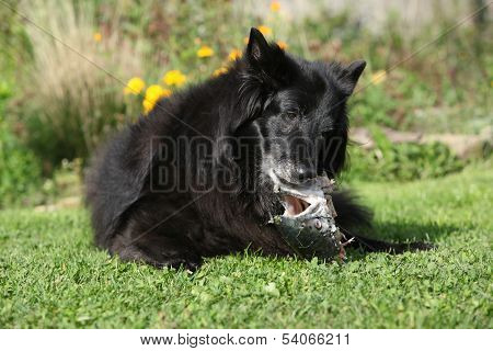 Hungry Dog Eating Fresh Fish