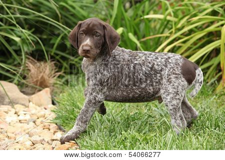 Adorable Puppy In Beautiful Garden