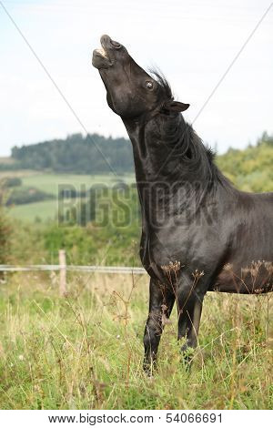 Angry Black Horse On Pasturage