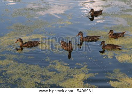 Ducks