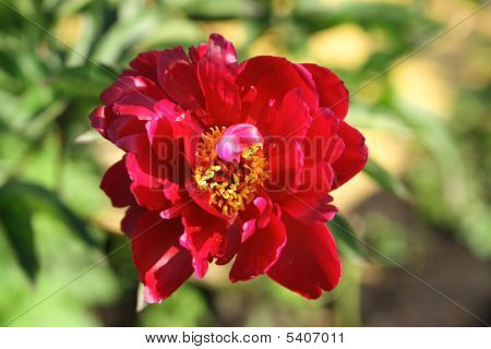 Peony
