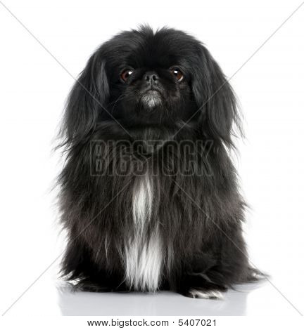 Черный пекинес (6 лет старый)