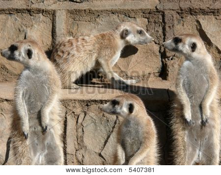 Meercats