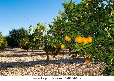 Valencia Orange Trees