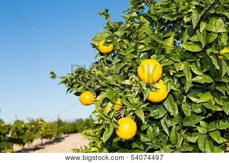 Valencia Orange Trees