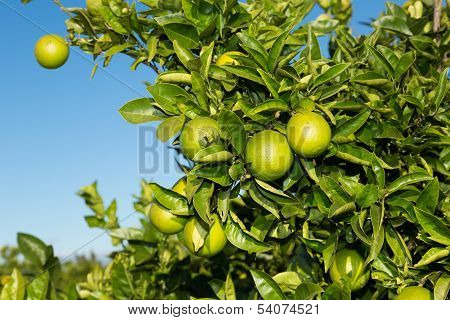 Valencia Orange Trees
