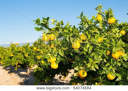 Valencia Orange Trees