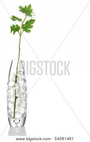 Branch in vase with hydrogel isolated on white